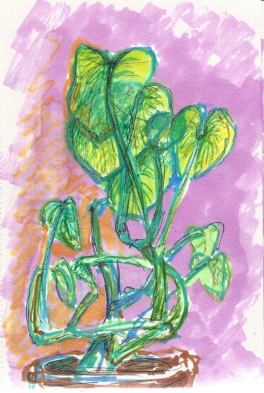 Philodendron 1